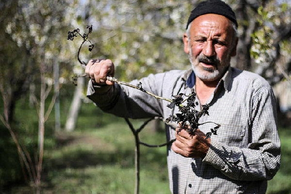 پرداخت ۸۹۲ میلیارد ریال غرامت به پرونده های خسارت کشاورزی در استان همدان