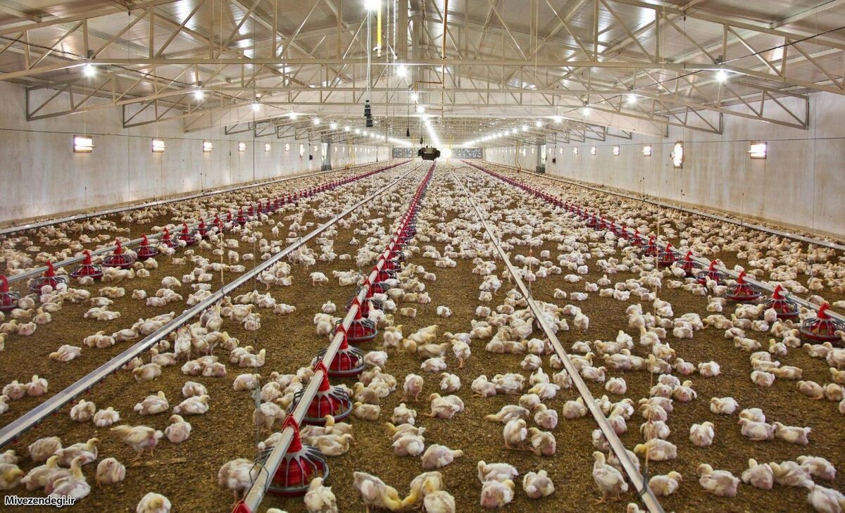 کاهش جوجه ریزی موجب افزایش قیمت گوشت مرغ و نارضایتی مردم شده است