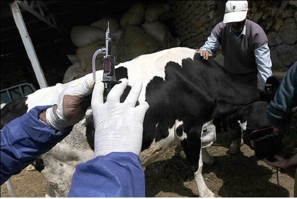 افزایش ۷۰ درصدی واکسیناسیون دام ها در استان همدان