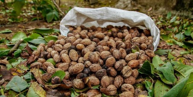 پیش‌بینی برداشت ۱۱ هزار تن گردو در نهاوند