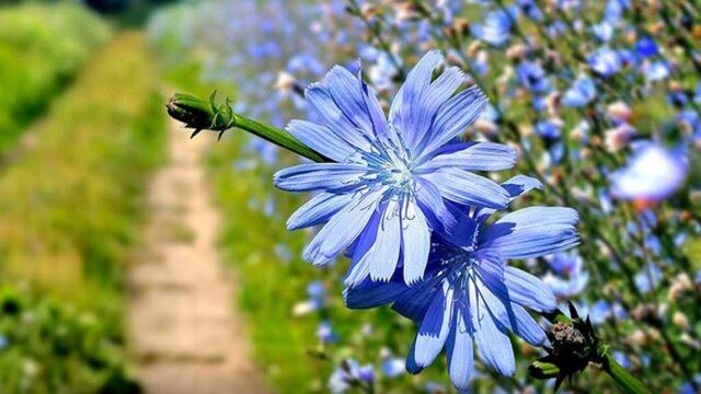 ۲۲ هکتار گیاه دارویی پارسال در استان همدان زیر کشت قراردادی رفت