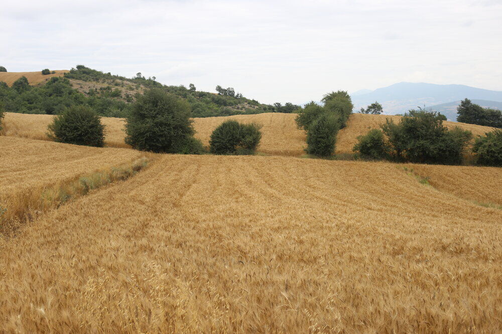 اجرای طرح جهش تولید در ۳۷۰ هزار هکتار از دیمزارهای استان همدان